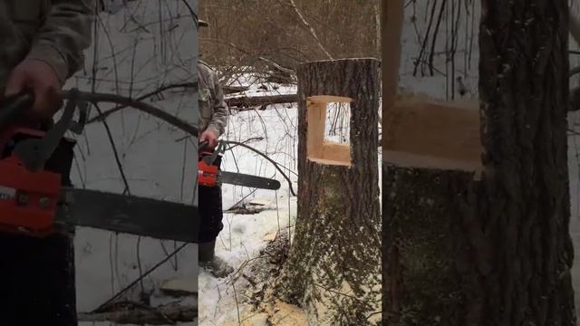 Делаем солонец на лося смотреть онлайн