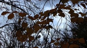 Старость. Стихи Ларисы Рубальской (По другим версиям Людмилы Тихомцевой, Галины Щелкинской и др).