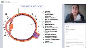 Развитие и строение зрительного анализатора | Гистология