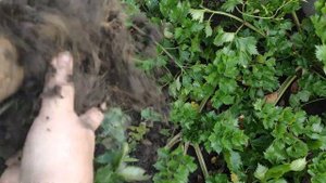 Лучшие сорта КОРНЕВОГО СЕЛЬДЕРЕЯ. В какое время я убираю урожай, как сушу, как правильно хранить