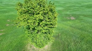 ДУБ В ПОЛЕ/САМАРСКАЯ ОБЛАСТЬ/РОССИЯ