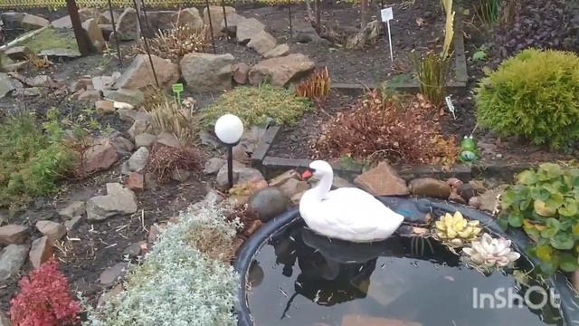 КАК БУДУТ ЗИМОВАТЬ МОИ САЖЕНЦЫ ГОРТЕНЗИЙ, ДЕКОРАТИВНЫЕ КУСТАРНИКИ И МНОГОЛЕТНИЕ ЦВЕТЫ В ГОРШКАХ ? смотреть онлайн