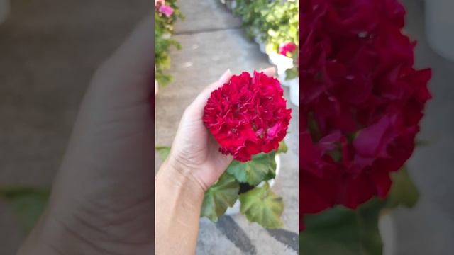 Обзор по сеянцам ТиМ_ смотреть онлайн