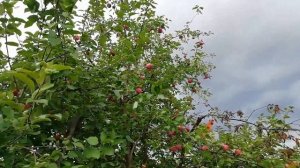 Эх яблочко, да на тарелочке! Урожай 2021. Собираем урожай вкусных яблочек.