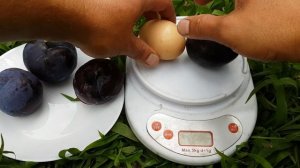ДИПЛОИДНАЯ СЛИВА БЛЕК СПЛЕНДОР/Plum Black Splendor/ НОВЕЙШИЕ СОРТА ДИПЛОИДНЫХ СЛИВ В УКРАИНЕ