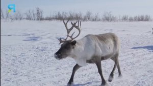 Ненцы - миллионеры. Сколько стоит 1 олень | Факты