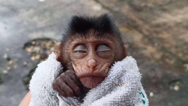 the baby monkey after bathing he fell asleep on the towel so cute wkwk