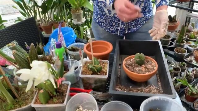 Вся правда об орхидеи Lycaste
