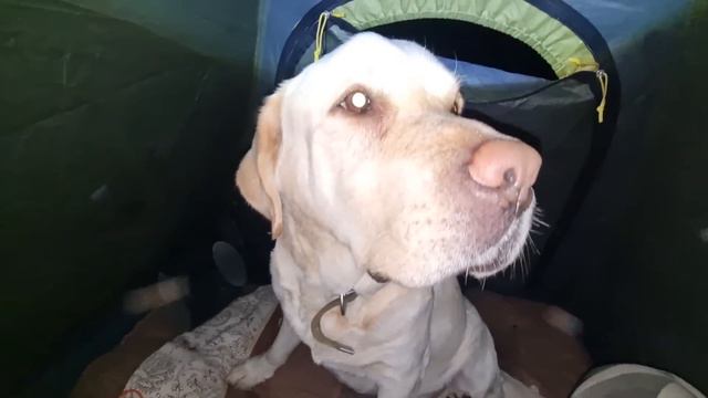 ОНА НЕ ПЕРЕСТАЁТ УДИВЛЯТЬ! Рыбалка с ЖЕНОЙ с ночёвкой! смотреть онлайн