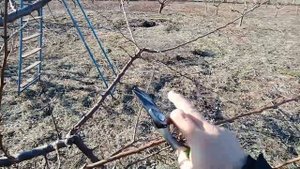 Обрезка абрикоса с сильным ростом однолетних побегов.