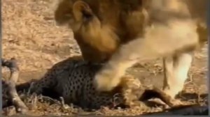 Большая киска) охота) Big vs Big Cats Deadliest Fights   Tiger Jaguar Cheetah Lions Attacks