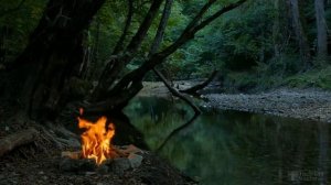 Выращивание баклажан в Ленинградской области