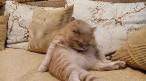 Кот умывается! The cat washes up!