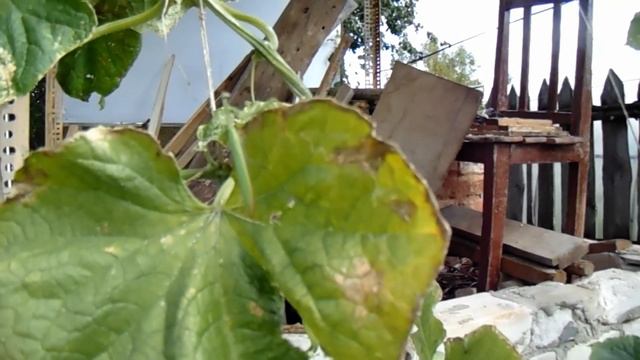 #вязники#каннибал  В Вязниках обнаружен половой каннибал