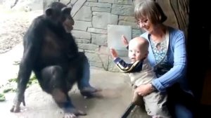 шимпанзе в зоопарке троллит ребёнка человека (link on original in description)