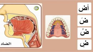 1️⃣2️⃣. Буква ض (дод) ⤵️