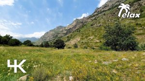 Singing of Birds and Crickets Chirping in a Mountain Meadow