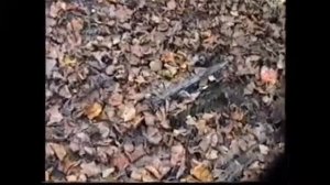 Грибы Весёлки и другие.Песня Тёмного леса