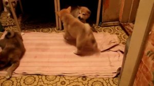 Щенки западносибирской лайки