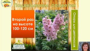 Дельфиниумы. Выращивание и Уход. Защита от вредителей и болезней.