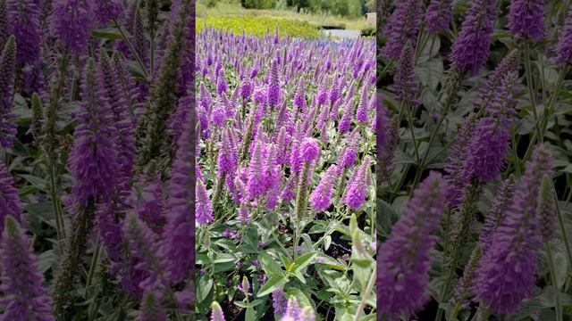 💜Вероника колосистая «Фёст Матч» | Оптовый питомник растений Малиновский