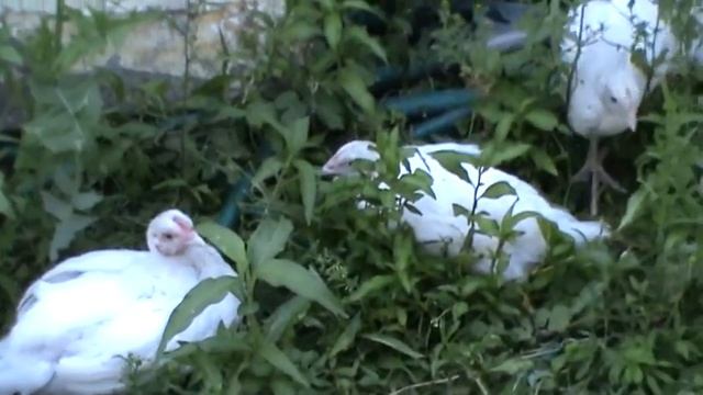 Обзор Куры Геркулес Цыплята быстрорастущие Мясояичной породы