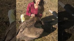 Андский кондор – самая крупная летающая птица.