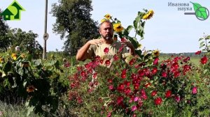 КАРТОФЕЛЬ ПЕРЕД УБОРКОЙ: обрезать ли ботву у картофеля? Что дает обрезка ботвы? Что вместо обрезки?