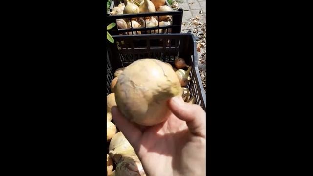 Как хранить лук зимой смотреть онлайн