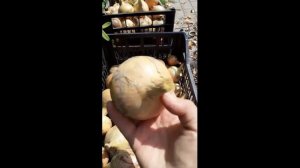 Как хранить лук зимой