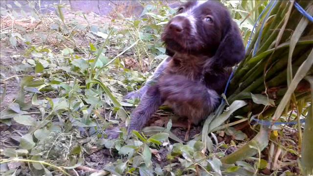 ДОЙЧ-ДРАТХААР смотреть онлайн