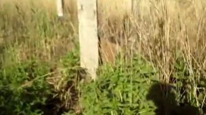 пуля Азарт  сайга 20 калибр в цель через камыш