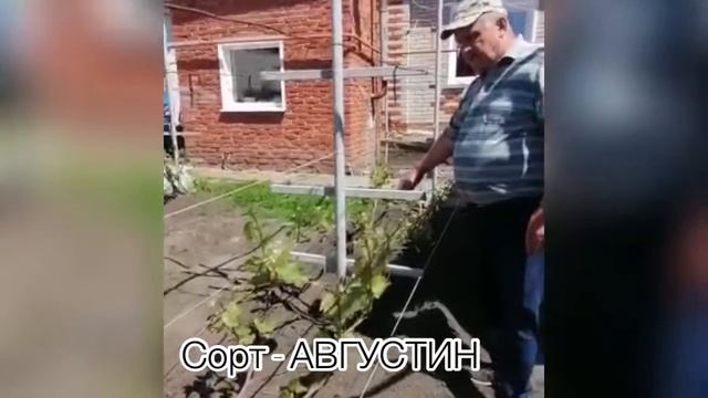 Выращивание винограда в Пензенской области в 2020 году. Северное виноградарство