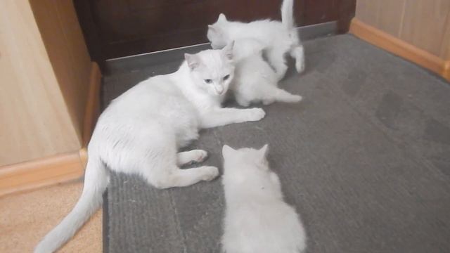 Котята осваивают борцовские приемы. Первая "взрослая" еда.