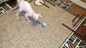 Лысый кот сфинкс