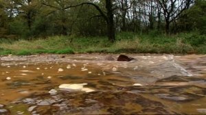 Der Kampf gegen die braune Spree