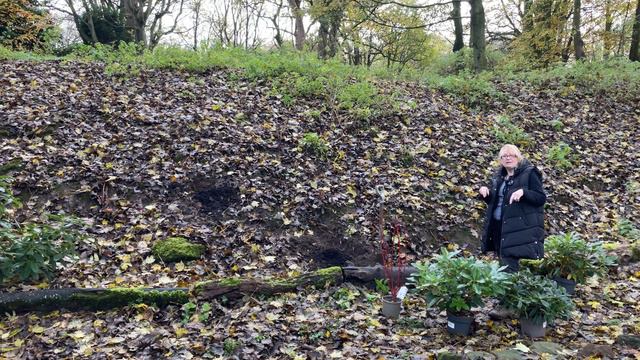 Planting evergreen and winter interest shrubs - Bog garden update смотреть онлайн