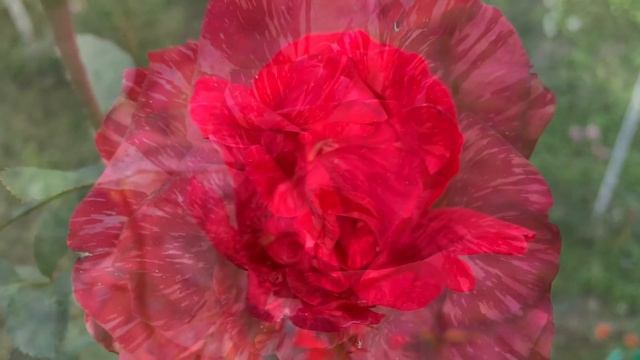 Роза Ред Интуишн ( Rose Red Intuition ) осенью) 15 октября 2021 г. смотреть онлайн