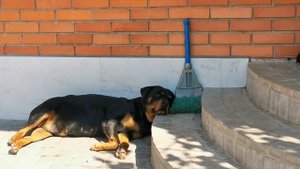 Охрана дома двумя Ротвейлерами