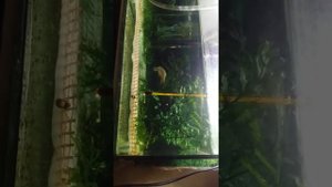 Нерест малабарских данио  ч.1