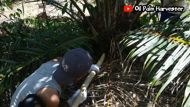 How to palm oil harvesting || harvest low oil palm trees