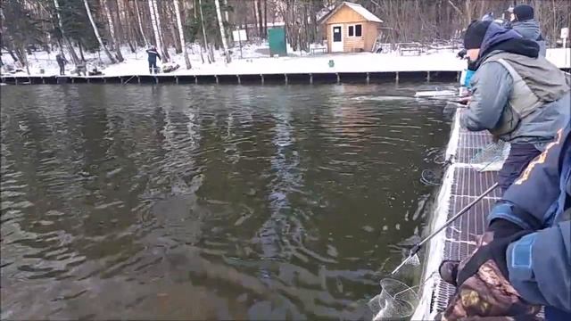 Как они это делают в минус 12? Ловля форели на спиннинг по открытой воде. Клёвое место спорт зона