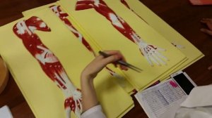 Мышцы плечевого пояса и плеча. Топография.