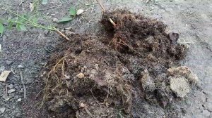 Небольшой "Эксперимент" или немного о корневой системе голубики.