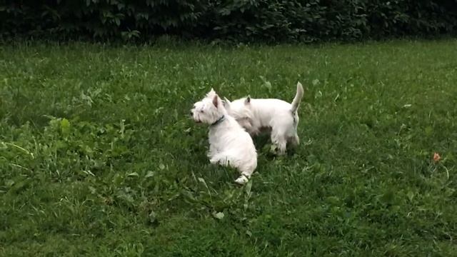 Желя и Тео смотреть онлайн