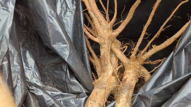 How to store #bareroot trees and plants till planting time смотреть онлайн