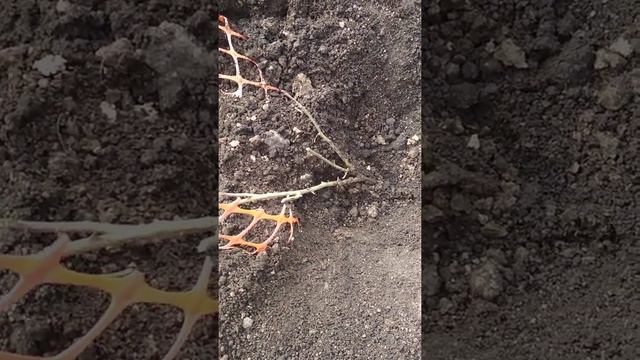 Достаём саженцы из прикопа , часть 1