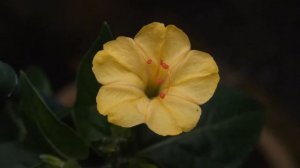 Mirabilis Jalapa (Four O'Clock Flower, Marvel of Peru, Purple Jasmine)