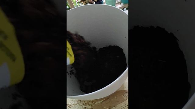Пересадка драцены