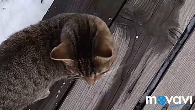 Первый снег для кота. смотреть онлайн